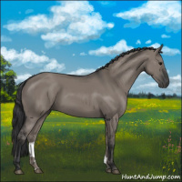 Horse Color:Grullo 