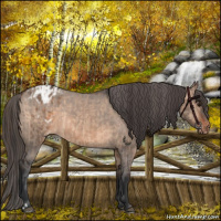 Horse Color:Brown Dun  and Brown Dun Appaloosa 