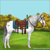 Horse Color:Bay Sabino Rabicano