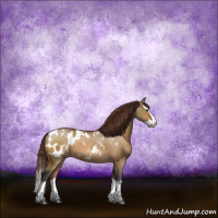 Horse Color:Buckskin Dun Sabino Splash Appaloosa 