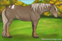 Horse Color:Chocolate Palomino Appaloosa 