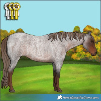 Horse Color:Liver Red Roan Rabicano