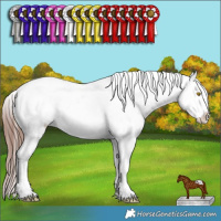 Horse Color:Sable Champagne Roan Appaloosa Rabicano 