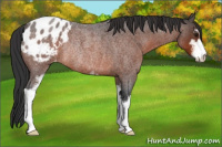 Horse Color:Brown Roan Sabino Appaloosa Rabicano 