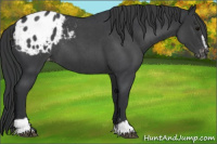 Horse Color:Blue Roan Sabino Appaloosa 
