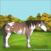 Horse Color:Brown Roan Splash Appaloosa 