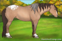 Horse Color:Sable Champagne Roan Sabino Appaloosa Rabicano 
