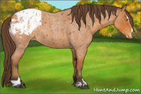Horse Color:Buckskin Roan Sabino Appaloosa 