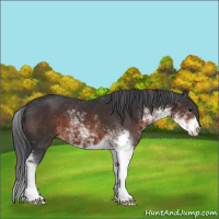 Horse Color:Brown Sabino