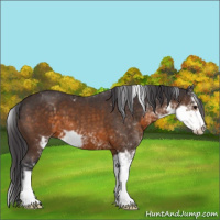 Horse Color:Buckskin Sabino 