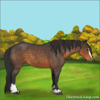 Horse Color:Buckskin Roan Sabino 