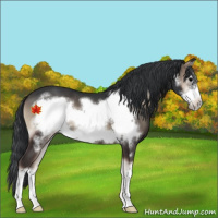 Horse Color:Blue Onyx Frame 