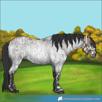 Horse Color:White Spotted Bay Rabicano  and Blue Roan Rabicano 