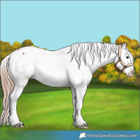 Horse Color:White Spotted Chestnut Splash Snowcap Rabicano 