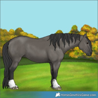 Horse Color:Grullo 