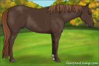 Horse Color:Liver Chestnut Rabicano