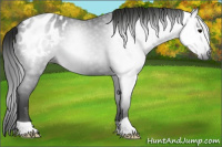 Horse Color:Gray Black Appaloosa 