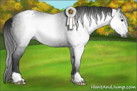Horse Color:Gray Black Appaloosa 