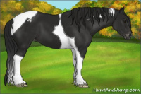 Horse Color:Gray Black Tobiano Appaloosa 