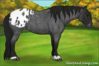 Horse Color:Gray Blue Roan Appaloosa 