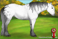 Horse Color:Gray Black Appaloosa 