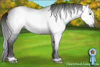 Horse Color:Gray Blue Roan Appaloosa 