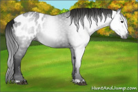 Horse Color:Gray Black Appaloosa 