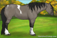 Horse Color:Gray Grullo Tobiano Appaloosa 