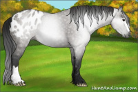 Horse Color:Gray Grullo Appaloosa 