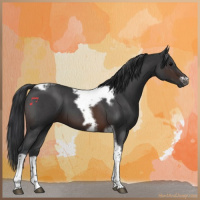 Horse Color:Brown Roan Tobiano Frame 
