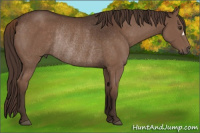 Horse Color:Liver Chestnut Rabicano