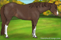 Horse Color:Liver Chestnut 