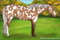 Horse Color:Silver Buckskin Appaloosa 