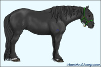 Horse Color:Black  and Black 