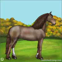 Horse Color:Liver Chestnut Sabino 