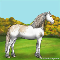 Horse Color:White Spotted Palomino Roan Splash 