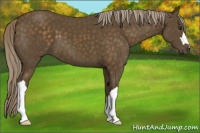 Horse Color:Chocolate Palomino 