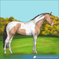 Horse Color:Bay Dun Tobiano 