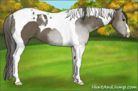 Horse Color:Smoky Black Tobiano 