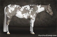 Horse Color:White Spotted Smoky Grullo Rabicano 