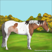 Horse Color:Bay Tobiano 