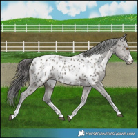 Horse Color:White Spotted Grullo Appaloosa Rabicano Brindle 
