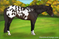 Horse Color:Buckskin Ice Appaloosa 
