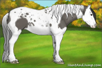Horse Color:Grullo Splash Tobiano 