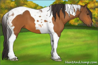 Horse Color:Buckskin Tobiano 