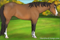 Horse Color:Buckskin Sabino 
