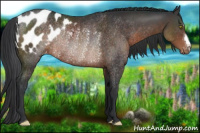 Horse Color:Brown Appaloosa Rabicano