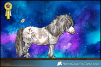Horse Color:White Spotted Brown Appaloosa 