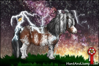 Horse Color:White Spotted Bay 
