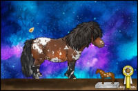 Horse Color:White Spotted Bay Appaloosa 